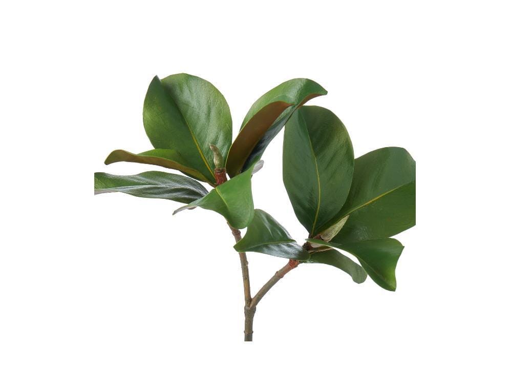 Close up of Two green leaves on a stem against a white background.