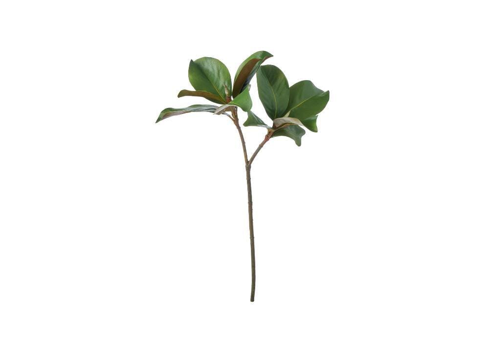 Two green leaves on a stem against a white background. its a magnolia