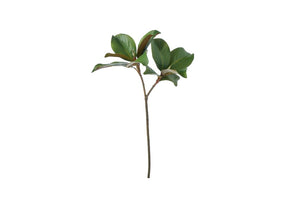 Two green leaves on a stem against a white background. its a magnolia