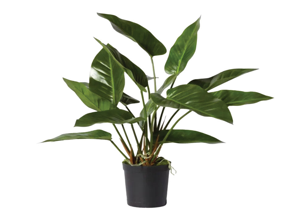 Anthurium Deluxe Potted