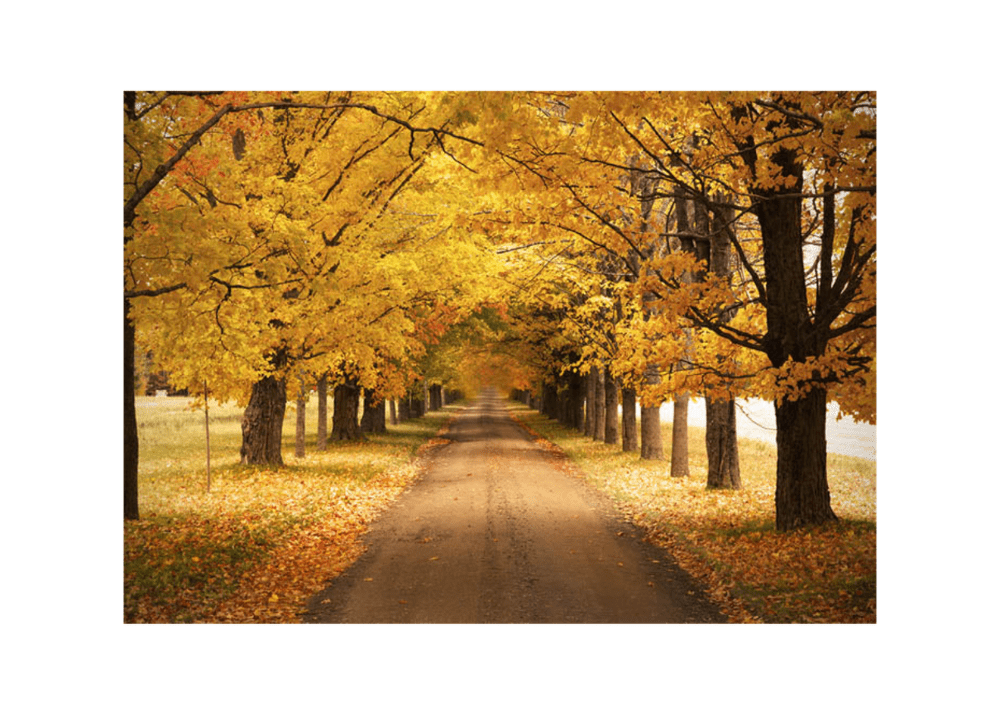 Autumn Framed Canvas Art Vast Furniture
