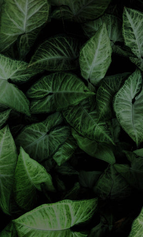 Feature Image