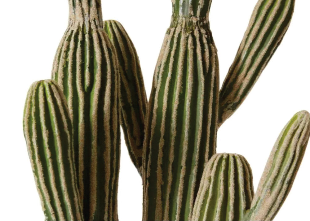 Cactus Saguaro Potted closup